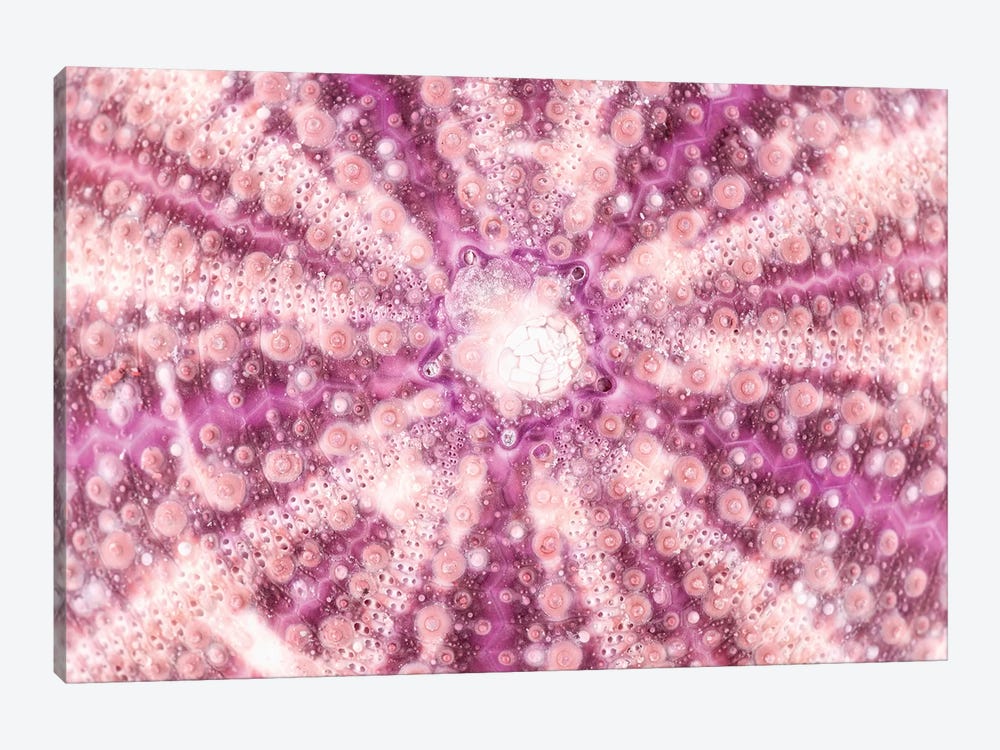Pink Sea Urchin Shell Close-Up by Philippe Hugonnard 1-piece Canvas Artwork