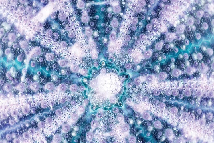 Blue Sea Urchin Shell Close-Up