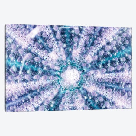 Blue Sea Urchin Shell Close-Up Canvas Print #PHD949} by Philippe Hugonnard Art Print