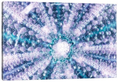 Blue Sea Urchin Shell Close-Up Canvas Art Print - So Pure