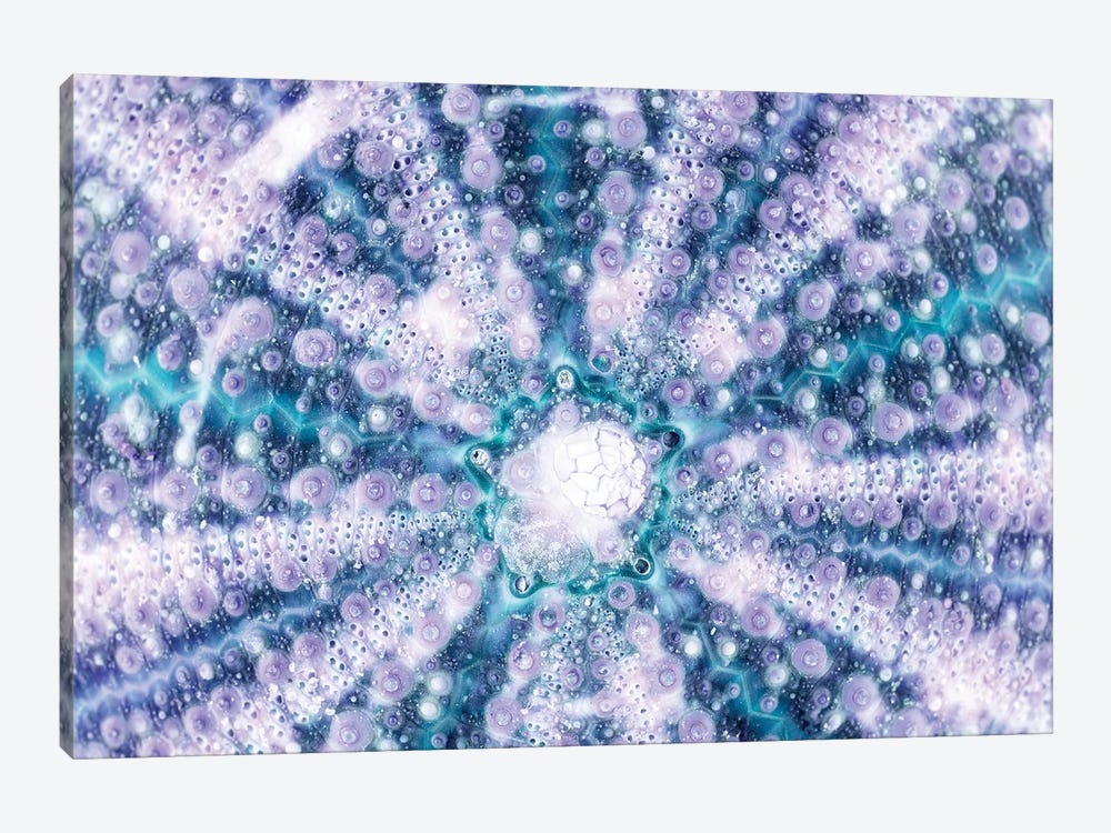 Blue Sea Urchin Shell Close-Up by Philippe Hugonnard 1-piece Canvas Art Print