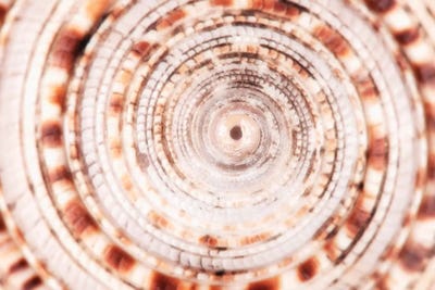 Sundial Shell Close-Up by Philippe Hugonnard canvas print