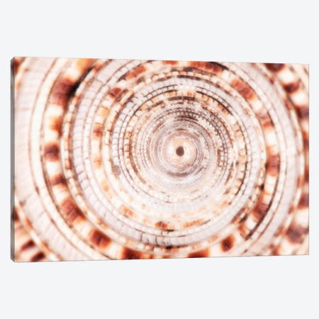Sundial Shell Close-Up Canvas Print #PHD950} by Philippe Hugonnard Canvas Artwork