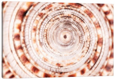 Sundial Shell Close-Up Canvas Art Print - So Pure