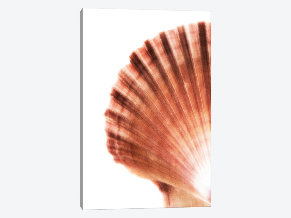 Scallop Seashell by Philippe Hugonnard 1-piece Art Print