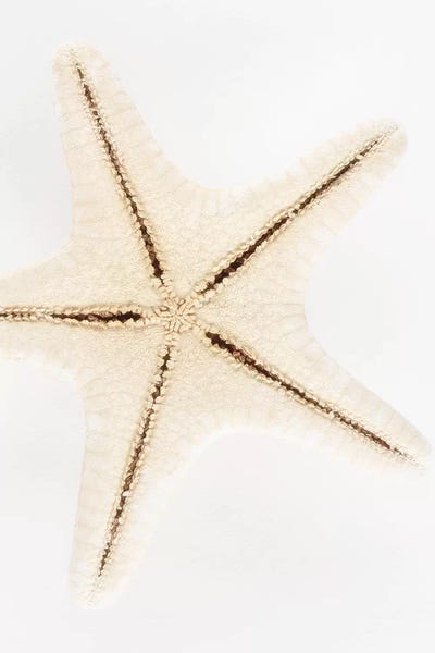 Seashell Star by Philippe Hugonnard canvas print
