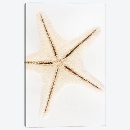 Seashell Star Canvas Print #PHD953} by Philippe Hugonnard Canvas Artwork