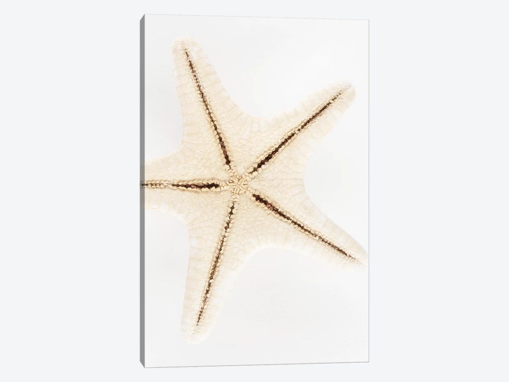 Seashell Star 1-piece Canvas Wall Art