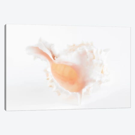 White Murex Seashell Canvas Print #PHD954} by Philippe Hugonnard Canvas Art Print