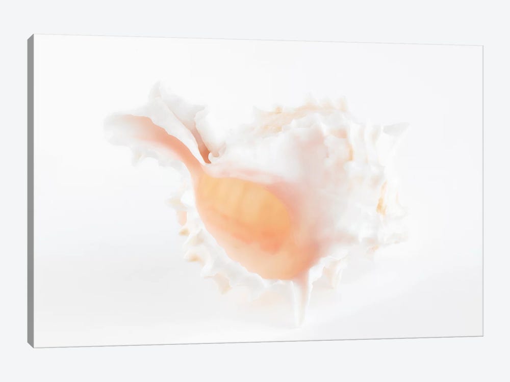 White Murex Seashell by Philippe Hugonnard 1-piece Canvas Print