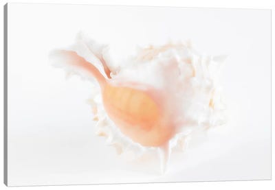 White Murex Seashell Canvas Art Print - So Pure