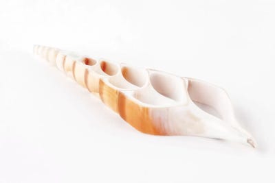 Beautiful Cut Tibia Shell by Philippe Hugonnard canvas print