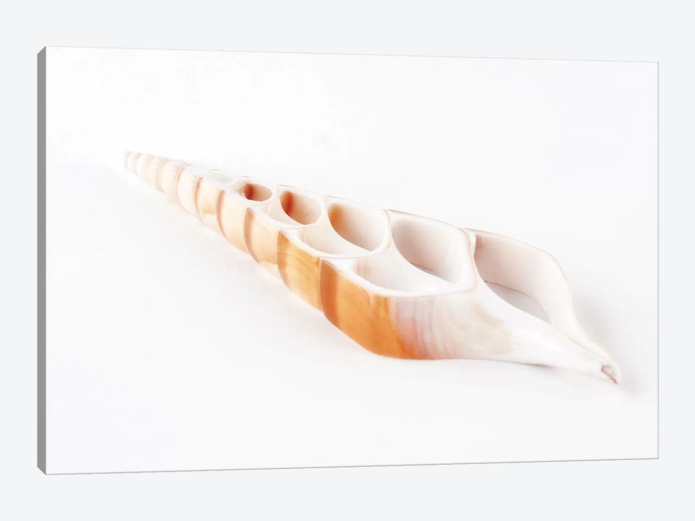 Beautiful Cut Tibia Shell by Philippe Hugonnard 1-piece Canvas Artwork