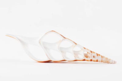 Beautiful Cut Tibia Shell II by Philippe Hugonnard canvas print