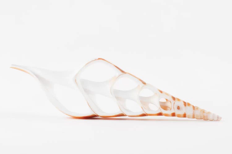 Beautiful Cut Tibia Shell II by Philippe Hugonnard canvas print