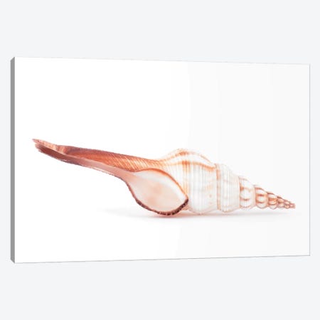 Fusinus Colus Seashell Canvas Print #PHD957} by Philippe Hugonnard Canvas Print