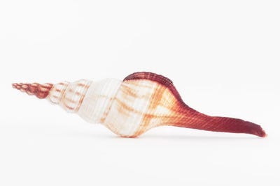 Fusinus Colus Seashell II by Philippe Hugonnard canvas print