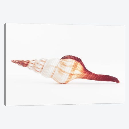 Fusinus Colus Seashell II Canvas Print #PHD958} by Philippe Hugonnard Canvas Art