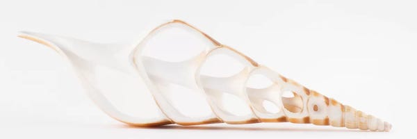 Sea Shells: Cut Tibia Shell by Philippe Hugonnard