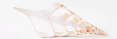 Cut Tibia Shell II by Philippe Hugonnard canvas print