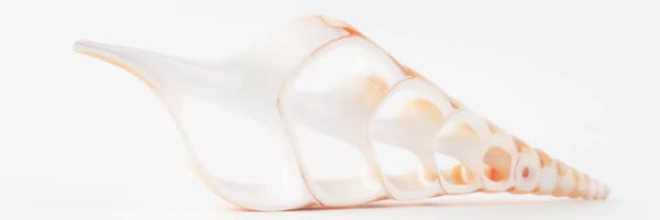 Cut Tibia Shell II