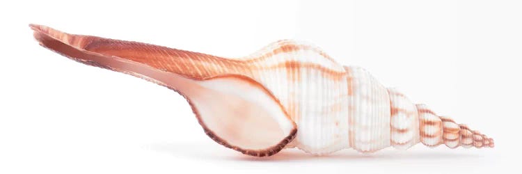 Fusinus Colus Seashell