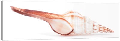 Fusinus Colus Seashell Canvas Art Print - So Pure