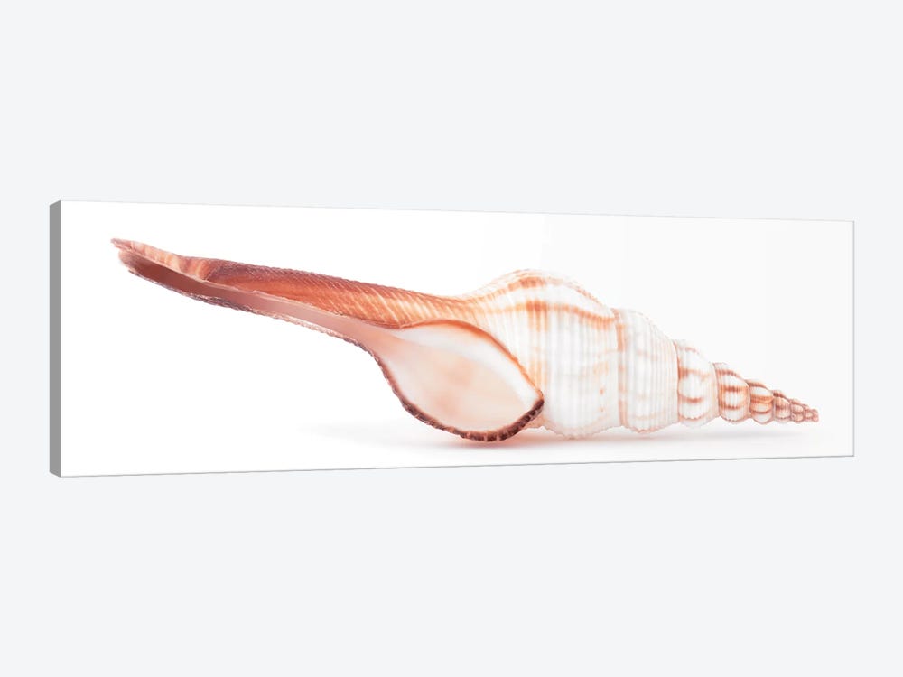 Fusinus Colus Seashell by Philippe Hugonnard 1-piece Art Print