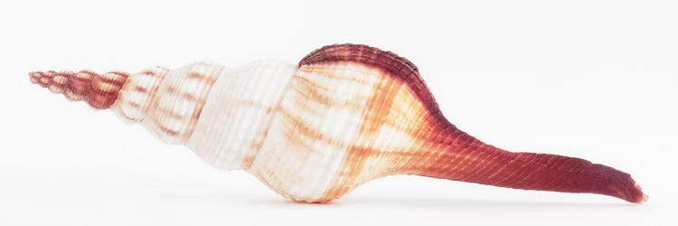 Fusinus Colus Seashell II