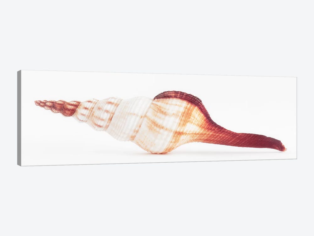 Fusinus Colus Seashell II by Philippe Hugonnard 1-piece Canvas Artwork