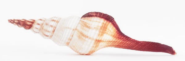Fusinus Colus Seashell II