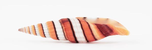 Queen Miter Seashell