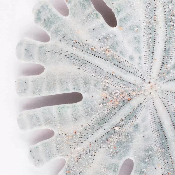 Sea Shells: Florida Sand Dollar III by Philippe Hugonnard