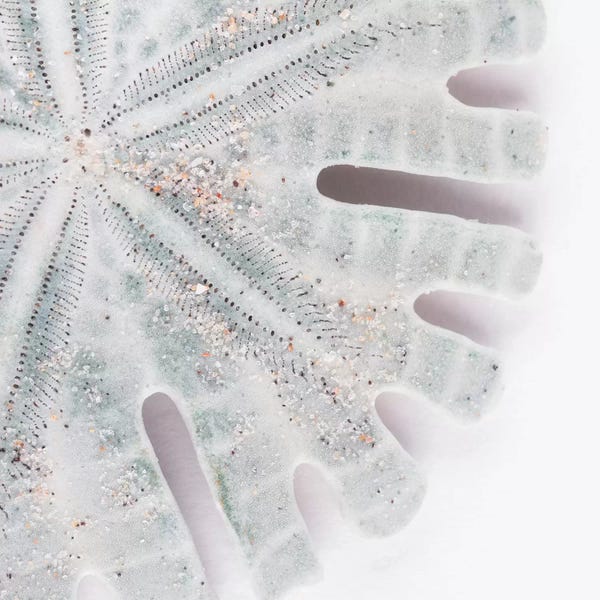 Sand Dollars: Florida Sand Dollar IV by Philippe Hugonnard