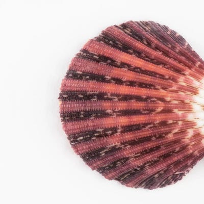 Sea Shell Clam by Philippe Hugonnard canvas print