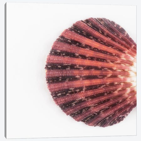 Sea Shell Clam Canvas Print #PHD984} by Philippe Hugonnard Canvas Artwork