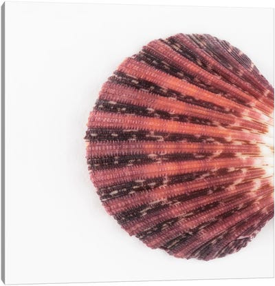 Sea Shell Clam Canvas Art Print - So Pure