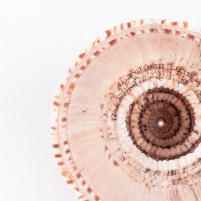 Sundial Shell by Philippe Hugonnard canvas print