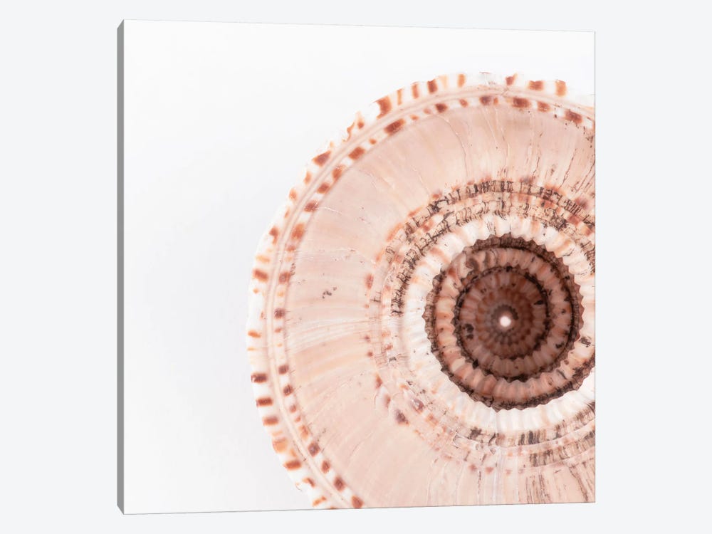 Sundial Shell by Philippe Hugonnard 1-piece Art Print
