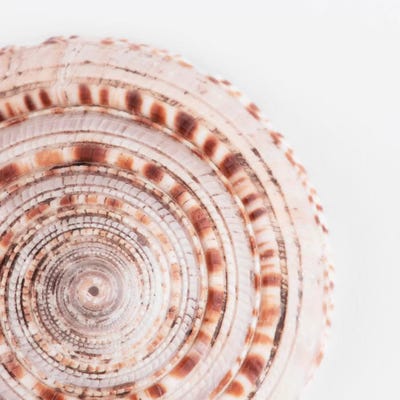 Sundial Shell II by Philippe Hugonnard canvas print