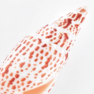 Miter Shell by Philippe Hugonnard canvas print