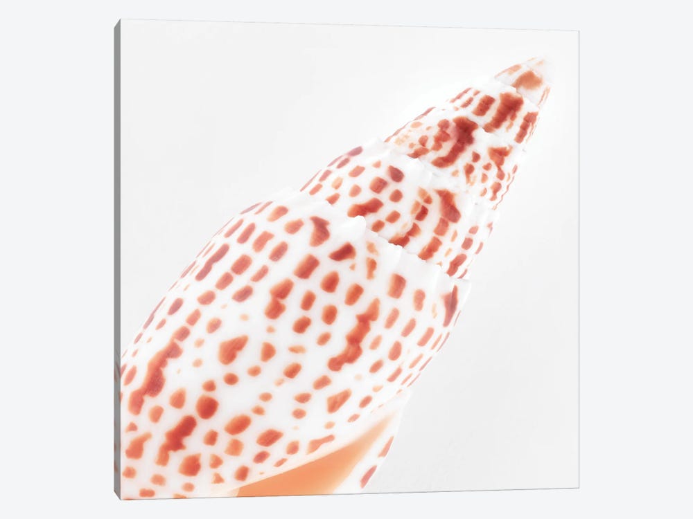 Miter Shell by Philippe Hugonnard 1-piece Art Print