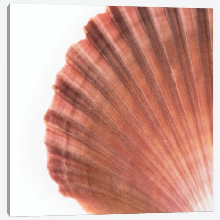 Scallop Seashell Canvas Print #PHD988} by Philippe Hugonnard Canvas Print