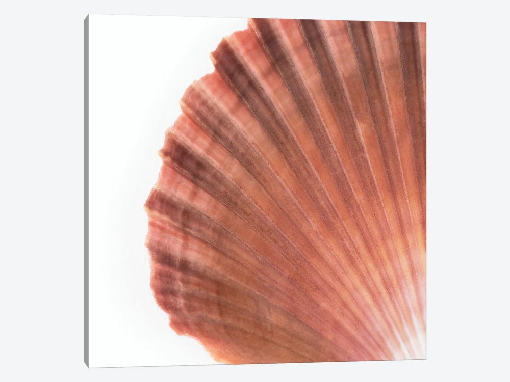Scallop Seashell by Philippe Hugonnard 1-piece Canvas Artwork