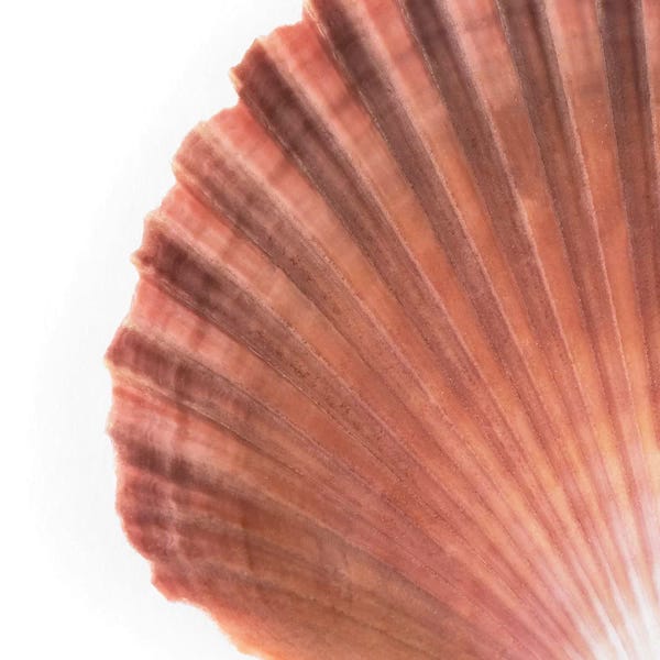 Sea Shells: Scallop Seashell by Philippe Hugonnard
