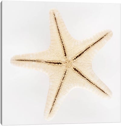 Seashell Star Canvas Art Print - So Pure