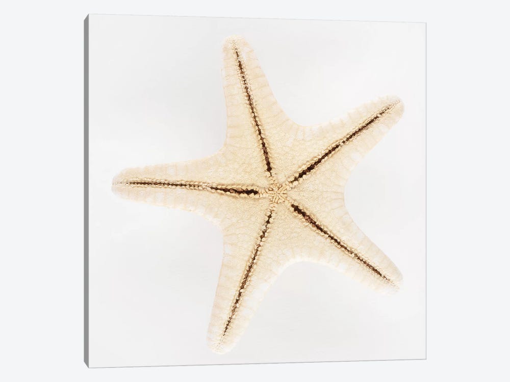 Seashell Star by Philippe Hugonnard 1-piece Canvas Print