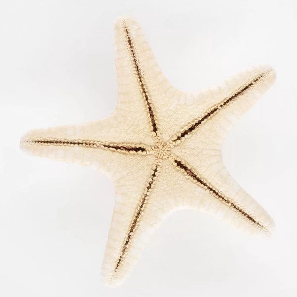 Starfish: Seashell Star by Philippe Hugonnard