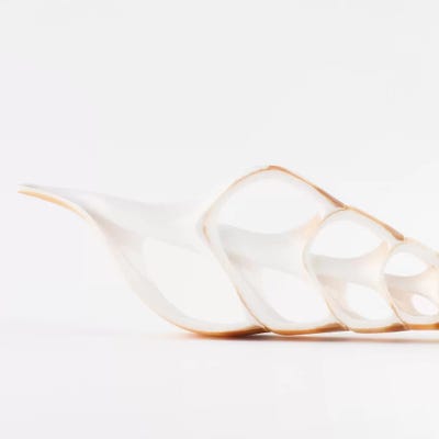 Beautiful Cut Tibia Shell II by Philippe Hugonnard canvas print