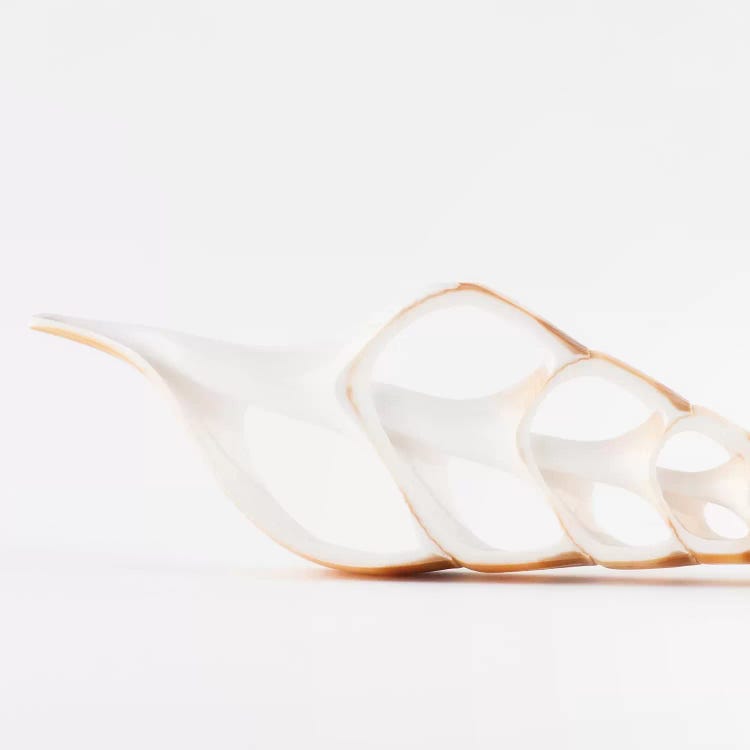 Beautiful Cut Tibia Shell II